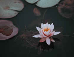 Lotus